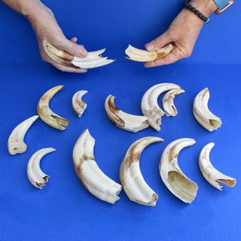 B-Grade 4" to 8" Ivory Tusks from African Warthogs, 14 pc - $40