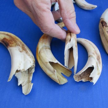 B-Grade 4" to 8" Ivory Tusks from African Warthogs, 14 pc - $40