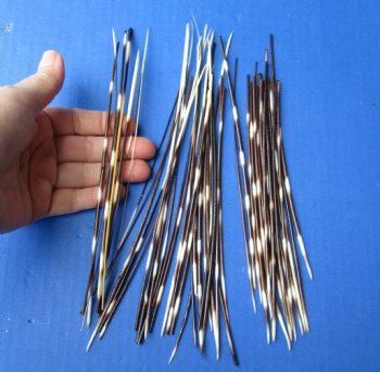 B-Grade 50 Thin Porcupine Quills, 6" to 8" - $20