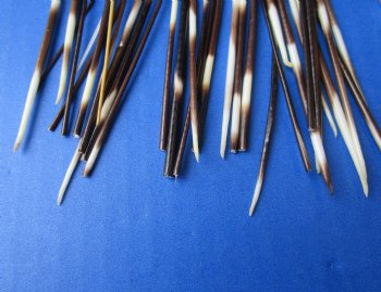 B-Grade 50 Thin Porcupine Quills, 6" to 8" - $20