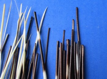 B-Grade 50 Thin Porcupine Quills, 6" to 8" - $20