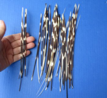 B-Grade 50 Thin Porcupine Quills, 6" to 8" - $20