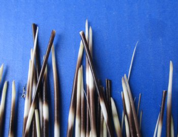 B-Grade 50 Thin Porcupine Quills, 6" to 8" - $20