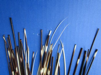 B-Grade 50 Thin Porcupine Quills, 6" to 8" - $20