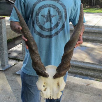 B-Grade 25" & 28" Horns on Male Eland Skull Plate - $70