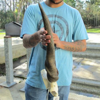 B-Grade 25" & 28" Horns on Male Eland Skull Plate - $70