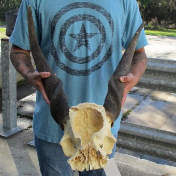 B-Grade 25" & 28" Horns on Male Eland Skull Plate - $70
