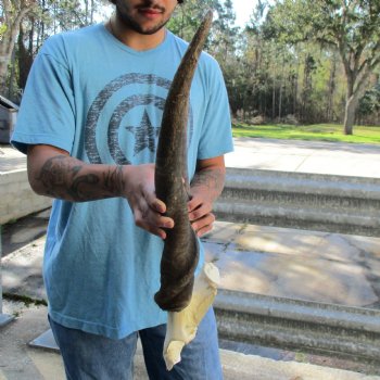 B-Grade 25" & 28" Horns on Male Eland Skull Plate - $70