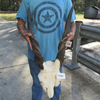 B-Grade 28" & 29" Horns on Male Eland Skull Plate - $70