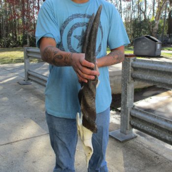 B-Grade 28" & 29" Horns on Male Eland Skull Plate - $70