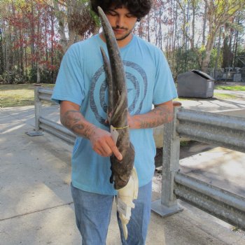 B-Grade 28" & 29" Horns on Male Eland Skull Plate - $70