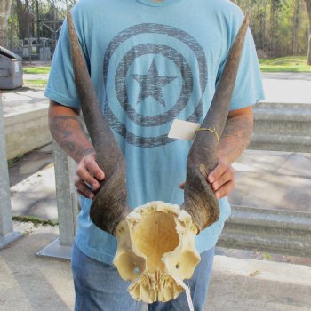 B-Grade 29" & 30" Horns on Male Eland Skull Plate - $70