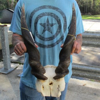 B-Grade 28" Horns on Male Eland Skull Plate - $70