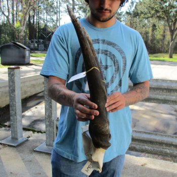 B-Grade 28" Horns on Male Eland Skull Plate - $70