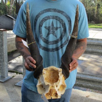 B-Grade 28" Horns on Male Eland Skull Plate - $70
