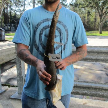 B-Grade 28" Horns on Male Eland Skull Plate - $70