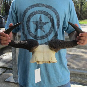 African Blue Wildebeest Skull Plate with 20" Horn Spread - $38
