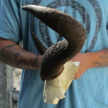 African Blue Wildebeest Skull Plate with 20" Horn Spread - $38