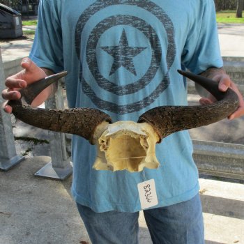 African Blue Wildebeest Skull Plate with 20" Horn Spread - $38