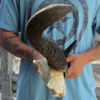 African Blue Wildebeest Skull Plate with 20" Horn Spread - $38