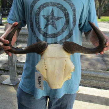 African Blue Wildebeest Skull Plate with 18" Horn Spread - $38