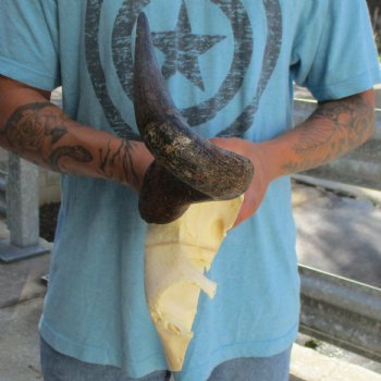 African Blue Wildebeest Skull Plate with 18" Horn Spread - $38