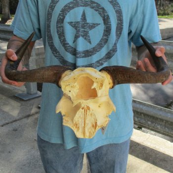 African Blue Wildebeest Skull Plate with 18" Horn Spread - $38