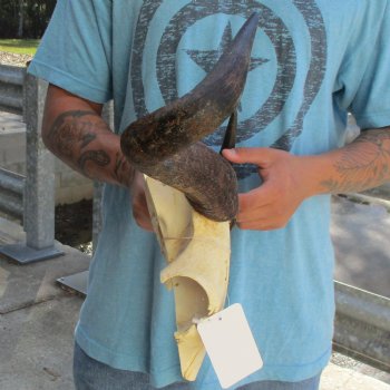 African Blue Wildebeest Skull Plate with 18" Horn Spread - $38
