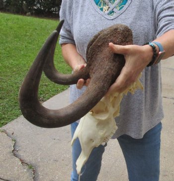 Buy this African Male Black Wildebeest Skull and 18" wide Horns - $95