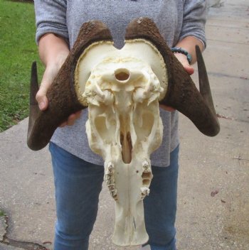 Buy this African Male Black Wildebeest Skull and 18" wide Horns - $95