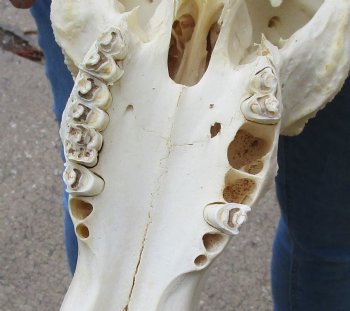 Buy this African Male Black Wildebeest Skull and 18" wide Horns - $95