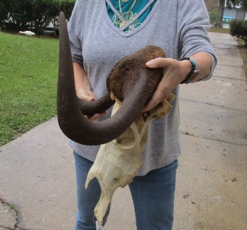 Buy this African Male Black Wildebeest Skull and 19" wide Horns - $95
