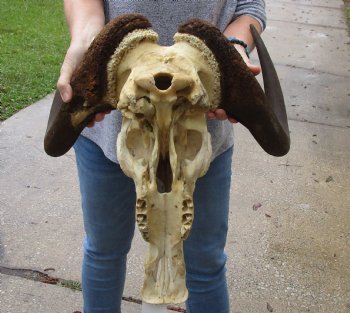 Buy this African Male Black Wildebeest Skull and 19" wide Horns - $95