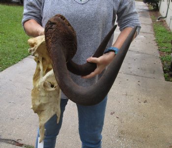 Buy this African Male Black Wildebeest Skull and 19" wide Horns - $95