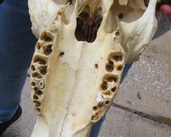 Buy this African Male Black Wildebeest Skull and 19" wide Horns - $95