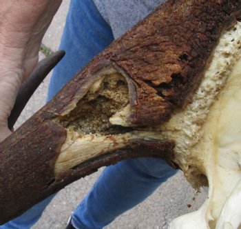 Buy this African Male Black Wildebeest Skull and 19" wide Horns - $95