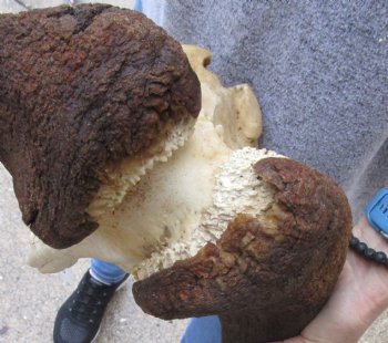 Buy this African Male Black Wildebeest Skull and 19" wide Horns - $95