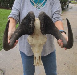 Buy this African Ma...