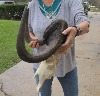 Buy this African Male Black Wildebeest Skull and 18" wide Horns - $95
