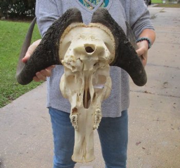 Buy this African Male Black Wildebeest Skull and 18" wide Horns - $95