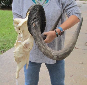 Buy this African Male Black Wildebeest Skull and 18" wide Horns - $95