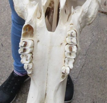 Buy this African Male Black Wildebeest Skull and 18" wide Horns - $95