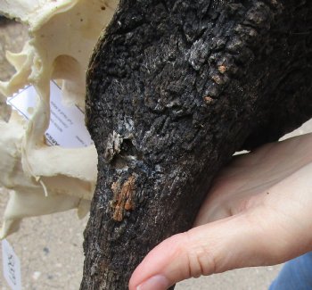 Buy this African Male Black Wildebeest Skull and 18" wide Horns - $95