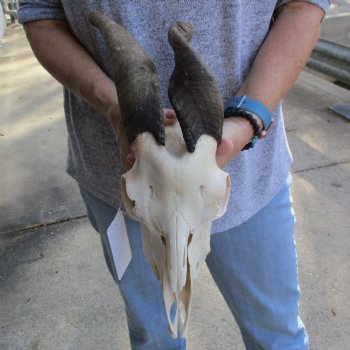 B-Grade 8" & 9" Horns on 9" Domestic Goat Skull - $75