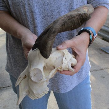 B-Grade 8" & 9" Horns on 9" Domestic Goat Skull - $75