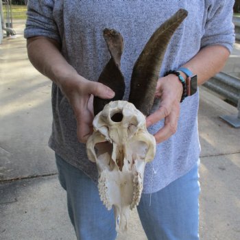 B-Grade 8" & 9" Horns on 9" Domestic Goat Skull - $75