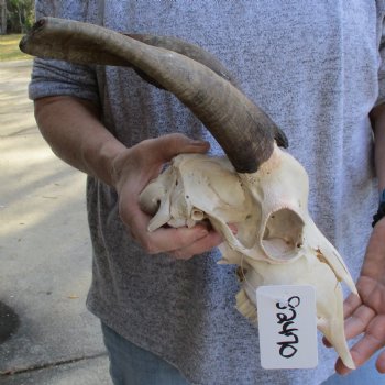 B-Grade 8" & 9" Horns on 9" Domestic Goat Skull - $75