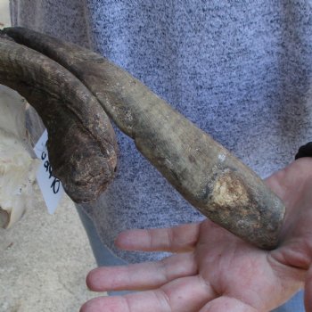 B-Grade 8" & 9" Horns on 9" Domestic Goat Skull - $75