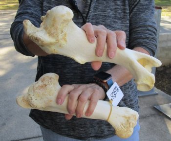 Two piece lot of 11 and 12 inch Water Buffalo humerus leg bones for $25/lot