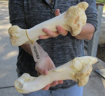 Two piece lot of 11 and 12 inch Water Buffalo humerus leg bones for $25/lot